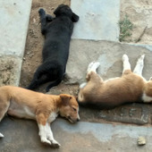 Golu