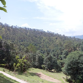neema