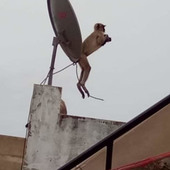 Bipin
