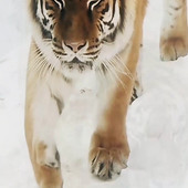 Tiger's heart