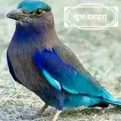 Anay