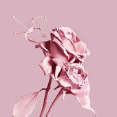 Rose34