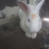 pradip