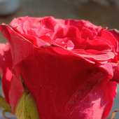 aniketchauhan449@gam