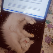 Bobtail