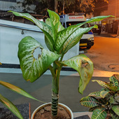 Sukanta