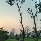 Hancy