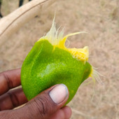 Srikantham