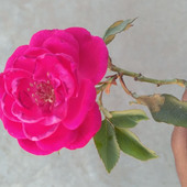 Malkhabvvbbn