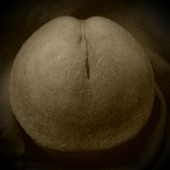 Bigfatcock