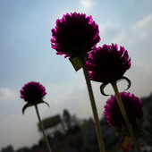 Anshu0005
