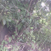 Semaganda
