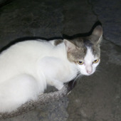 Tulu