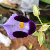 Achayan