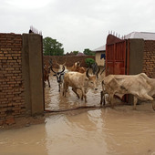 Salva kuol