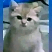 Xly