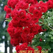 virat2142