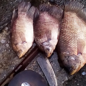 Demicheleo Ngundi