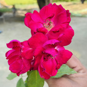 Rahul67