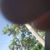Lizu