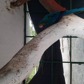 Randwa