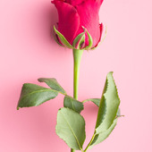 rajan130779