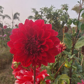 Ayush deb