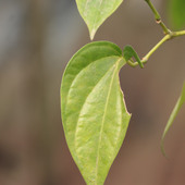 Pranjaltu