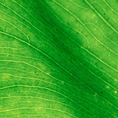 vasujha
