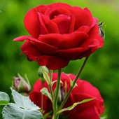 Rajy1