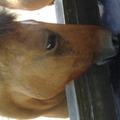 itar