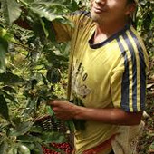 saim786