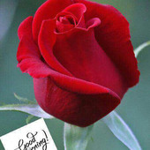 surjit