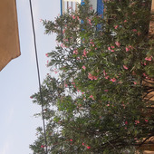 Kutry