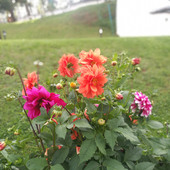 balwan_751