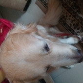 Billo