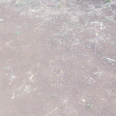 Bdar