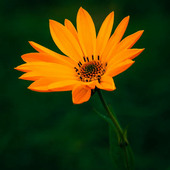 Santosh 123456789