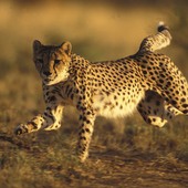 jabujabu