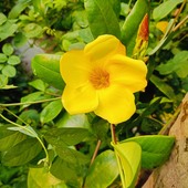 Manindrananth