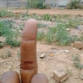 Saintp