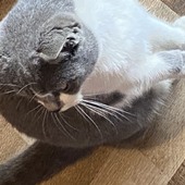 wetasspussy
