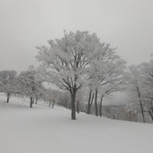 iuiu