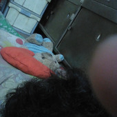 Kokolog