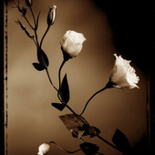 Agha