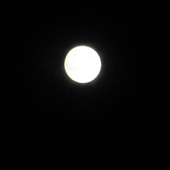 yang123456