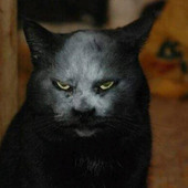 Dau