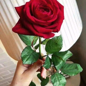 Mohamoha