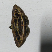 Amalgupta