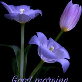 Darius